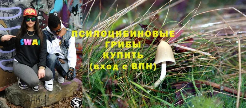 дарнет шоп  Гороховец  Галлюциногенные грибы Psilocybine cubensis 